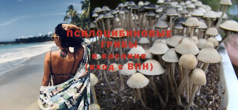 даркнет телеграм  Кувшиново  Псилоцибиновые грибы Magic Shrooms  наркотики 